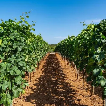 Lejlighed Tonka And Lara With Shared Pool