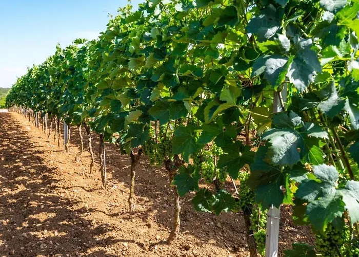 Appartement Tonka And Lara With Shared Pool *