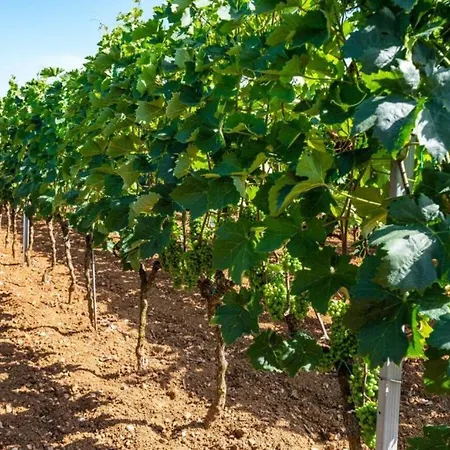 Διαμέρισμα Tonka And Lara With Shared Pool *